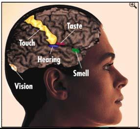Multisensory Perception: 1 The multisensory brain: Areas of brain not