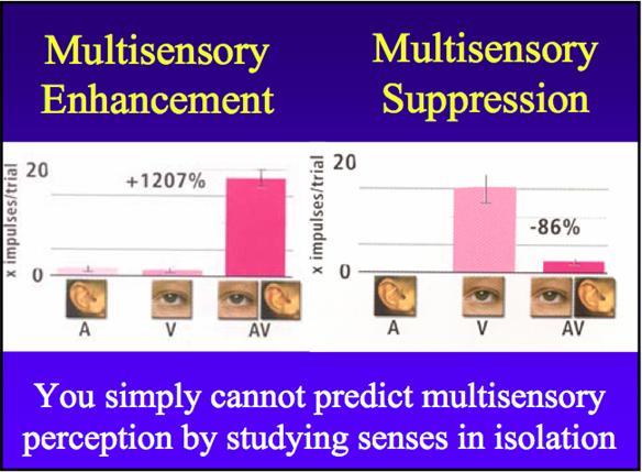 Multisensory Perception: 2 The senses influence each other: You