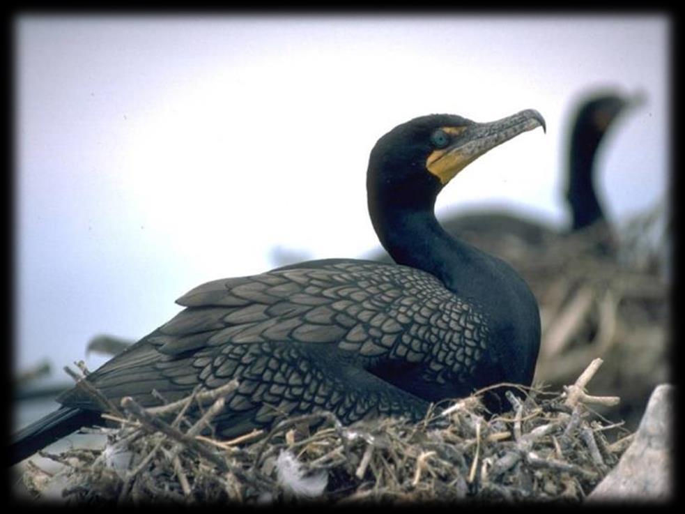 Background 30 species of cormorants worldwide Double-crested cormorant most common in North America Large, black, visible