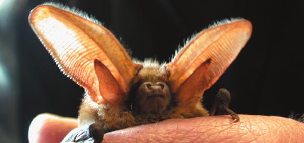 This photograph shows a brown long-eared bat (Plecotus auritus) Looking out for bats. They could be anywhere!