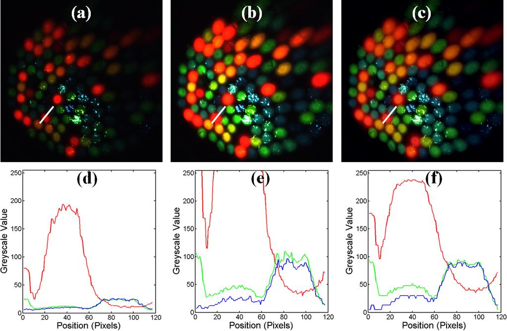 Figure 4. High dynamic range imaging of ex vivo liver tissue. (a) Exposure time = 1.3 ms; red correctly exposed, blue and green noisy.
