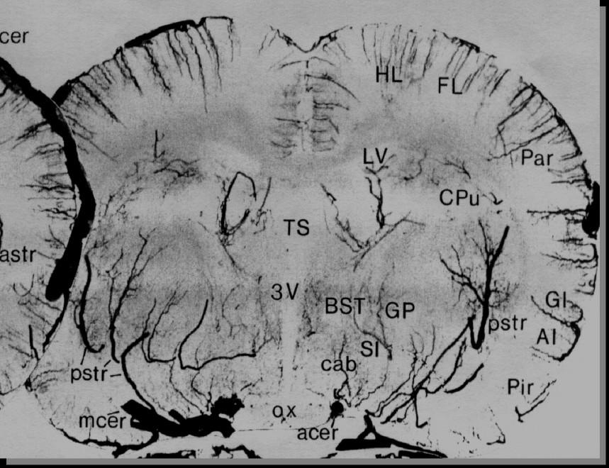 Blood Vessel Distribution in Rat Brain brain slice