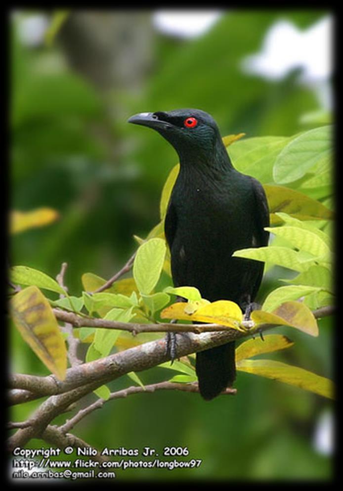 Introduction Asian Glossy Starling (AGS) are omnivorous, feeding on soft fruits and arthropods (Skorupaa & Hothem, 1985; Corlet,