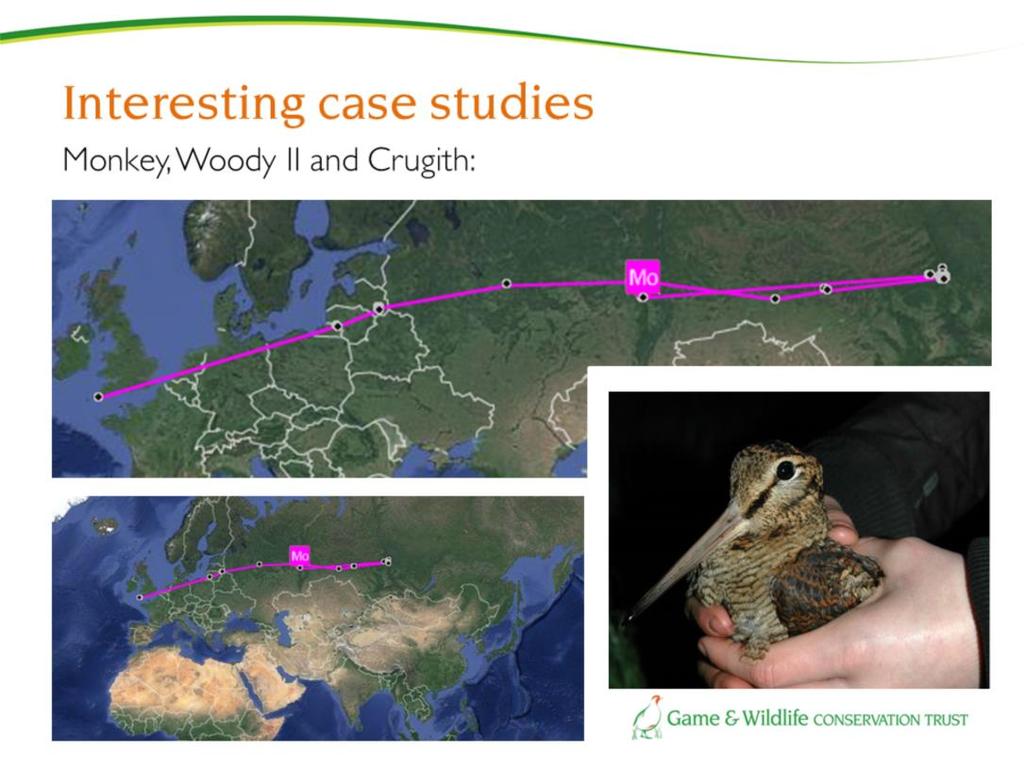 Monkey covered a distance just over 6000 km on his outward journey. He used the same breeding site two years running.