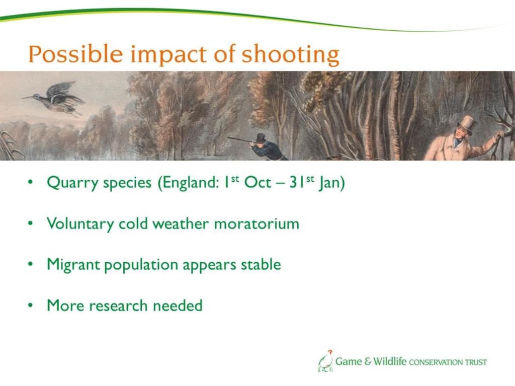 Additionally, woodcock are a quarry species. We believe habitat is the primary driver of decline but we are unsure of the impact of shooting at this point in time.