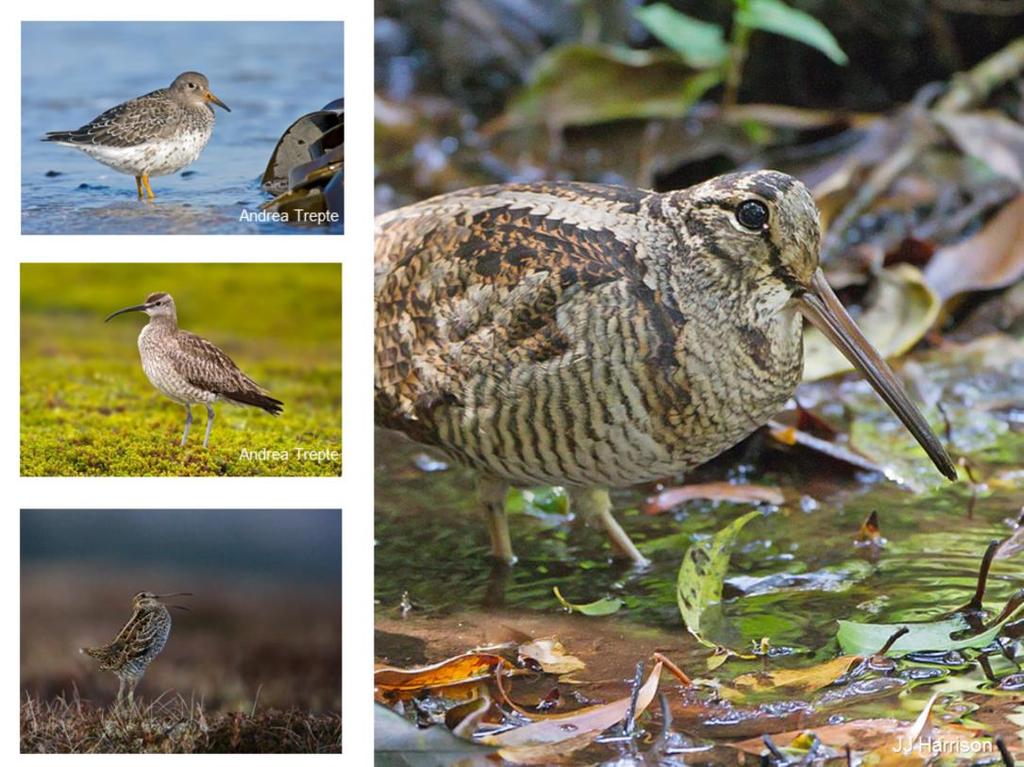 Woodcock retains features of this wading body plan, despite rarely wading (although picture shows wading woodcock).