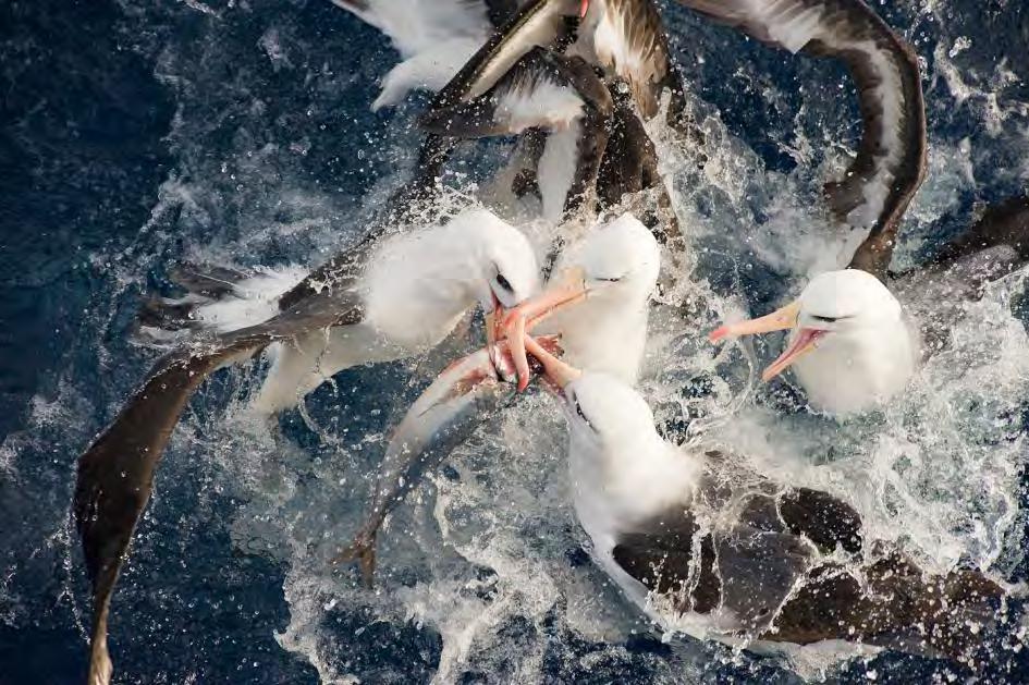 4.4 Positive effects of pelagic trawlers on seabirds Until recently, pelagic trawlers used to discard damaged fish that had no commercial value.