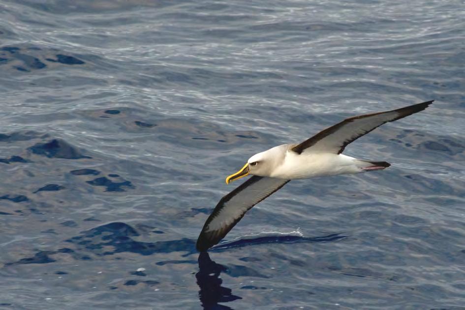 Figure 4. Buller s Albatross flying close to the surface. 4.2 Bird strikes with trawl warps During two years (2015 and 2016) observation were collected on collisions of birds with trawl wires.