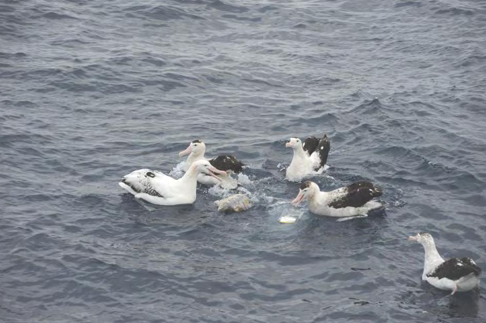 In 2008 a young Black-browed Albatross collided with the vessel at a time when the trawler was transhipping to a reefer in the open sea.