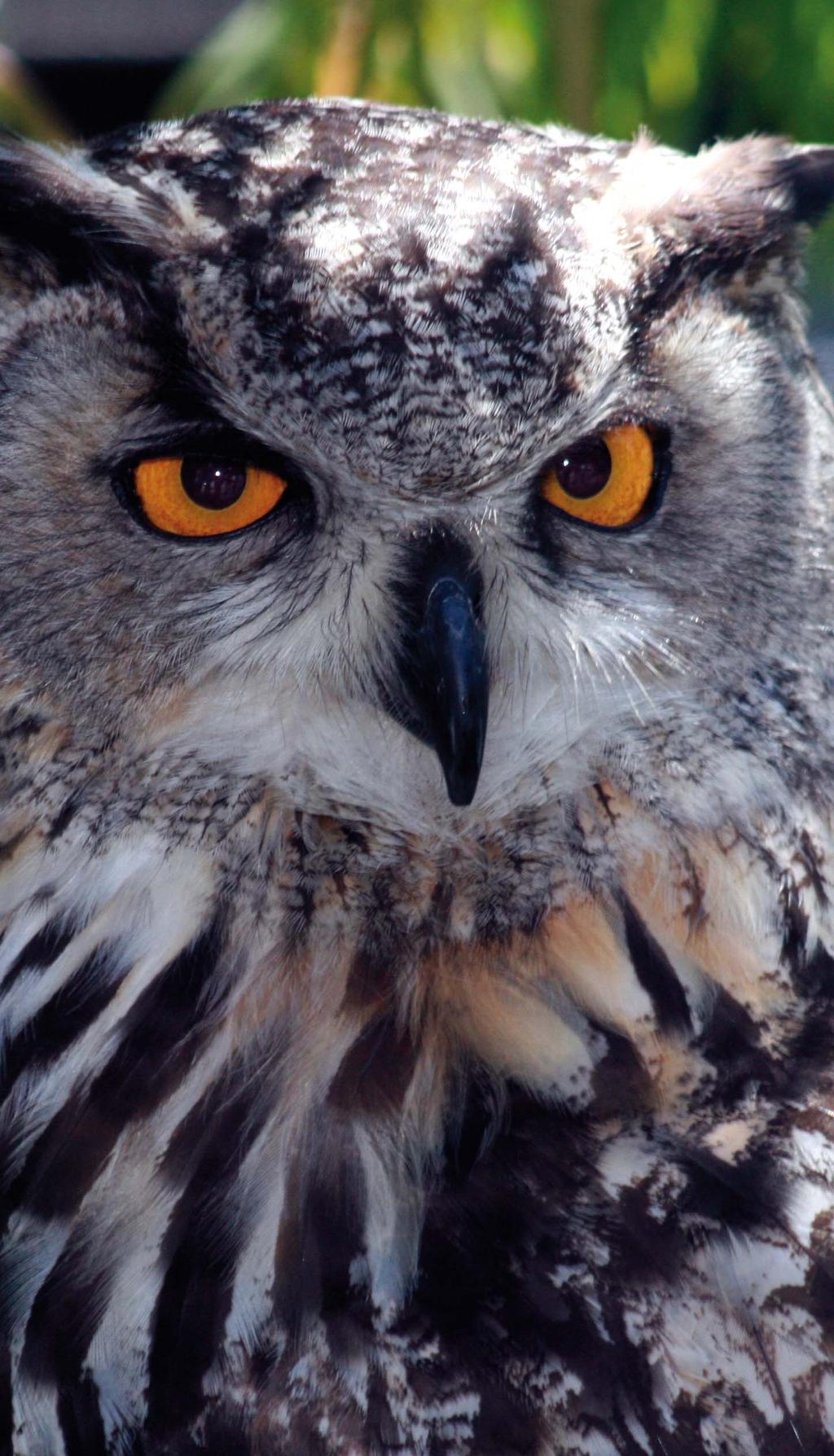 A C T II V E T O U R II S M Eagle Owl