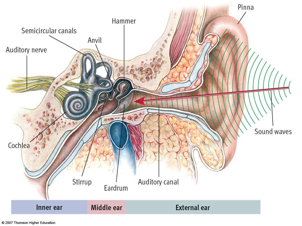 Stimulus = sound waves (vibrations of molecules traveling in air) EAR External Ear: collects sound PINNA AUDITORY CANAL EARDRUM Middle ear: the ossicles