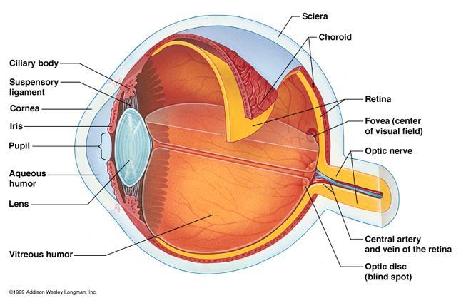 VISION Light = electromagnetic radiation The eye: housing and channeling Components: Cornea: where light enters the eye Iris: colored
