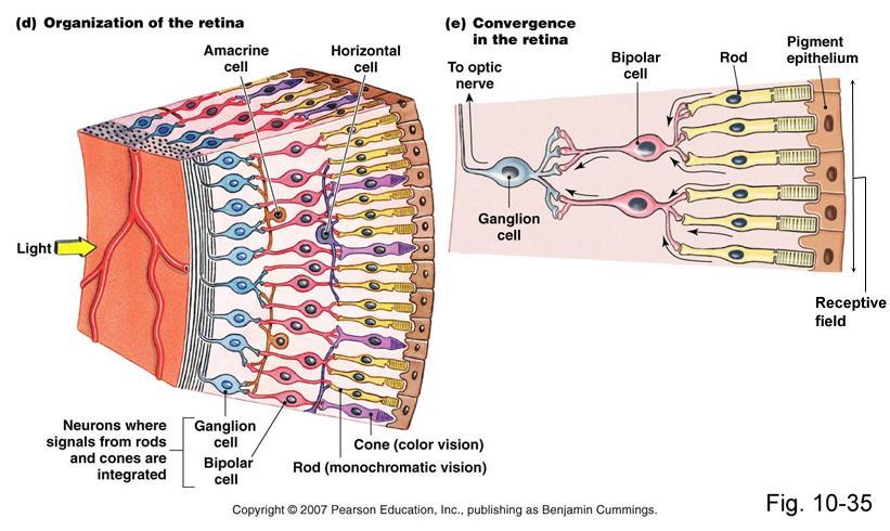 VISION Retina: absorbs light, processes images Optic disk: optic nerve connection/blind