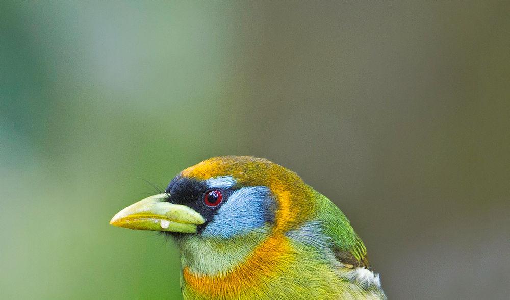 ECUADOR PHOTO JOURNEY TROPICAL BIRDING Photo Tour Report A Tropical Birding SET DEPARTURE tour ECUADOR Photo