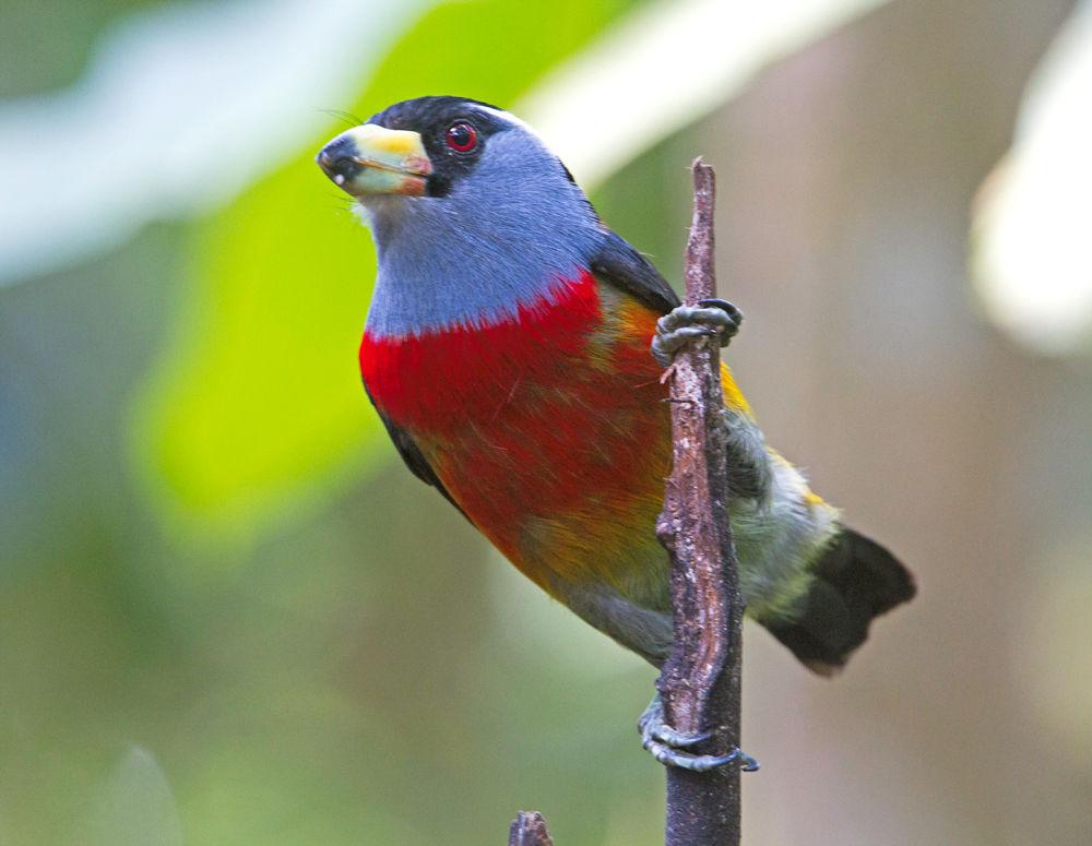 This Technicolor bird is confined to the Andes of western Ecuador and Colombia, and so there are very few