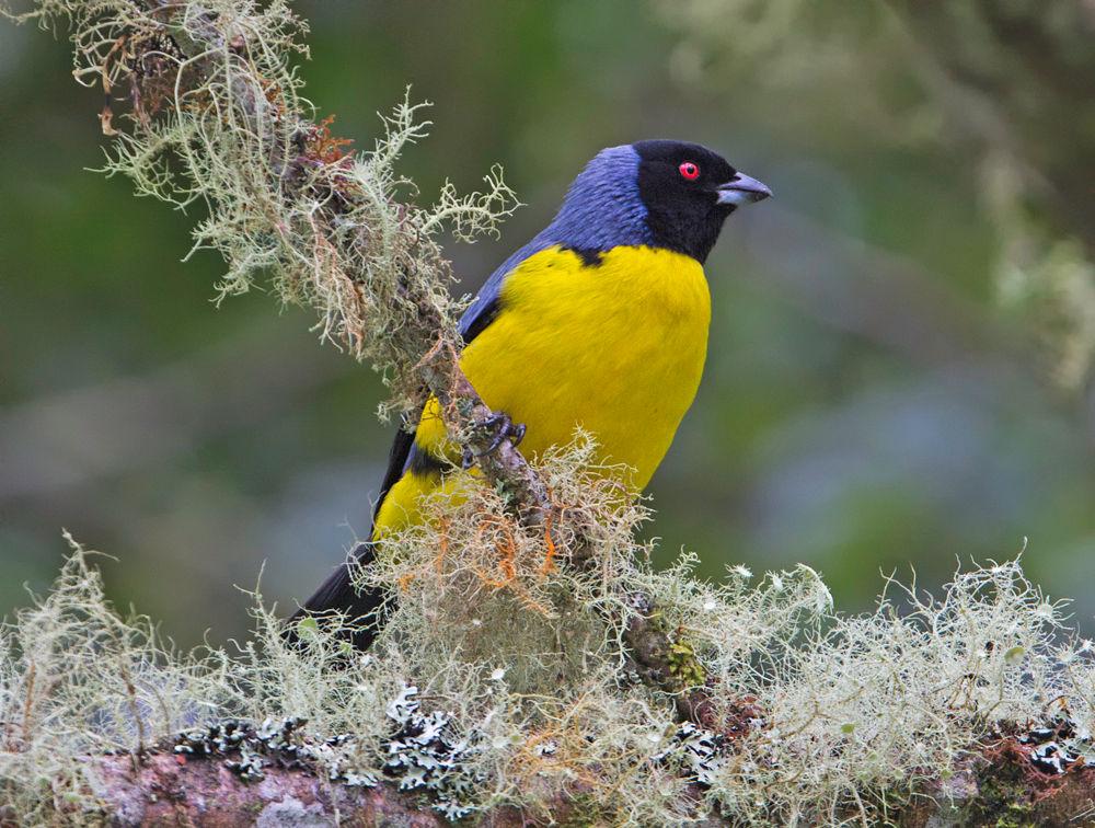 TROPICAL BIRDING Photo Tour Report ECUADOR PHOTO JOURNEY The forest around Guango Lodge hosts many other bird species which roam the forest in mixed feeding flocks, which sometimes pass right by the