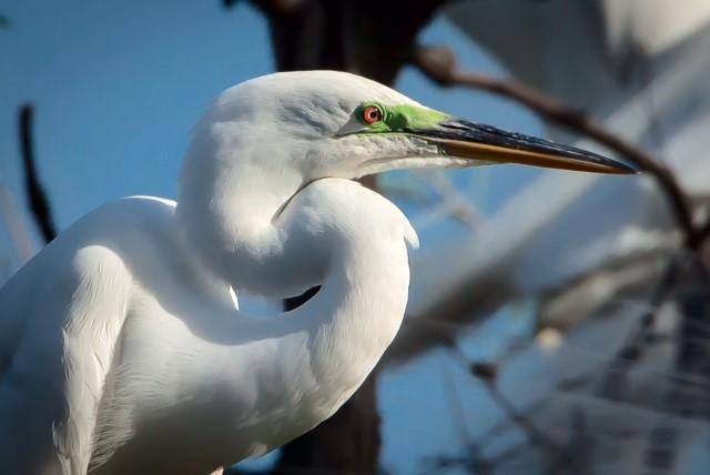 The Great Egret is the largest in size, all white, and has black legs and feet and yellow-orange bills. The Snowy Egret, in comparison is also all white, but smaller than the Great Egret.