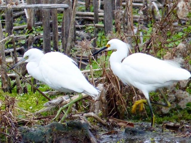 Nest predators include local raccoons, snakes, owls, hawks, alligators, and crows. Another major contention for egrets today is the loss and destruction of habitat.