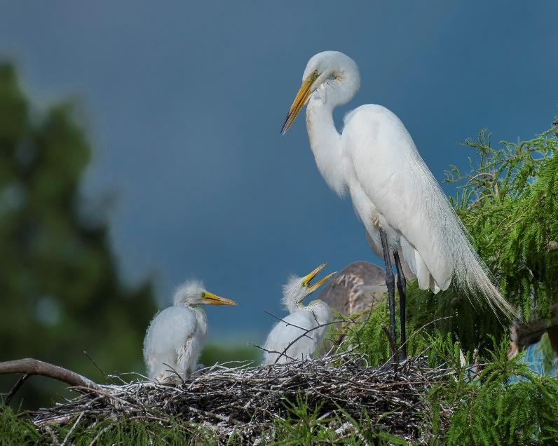 Fun Facts: When Snowy Egrets take turns incubating the eggs, they play pass the stick literally, to indicate it is time for them to switch roles. This is their version of passing the baton.
