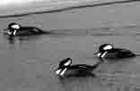 00104 Hooded Mergansers per party hour for Iowa.