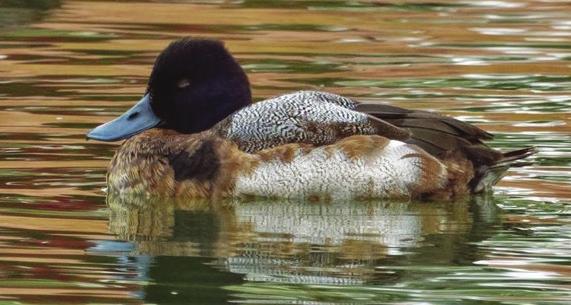 The Greater Scaup in Arizona is only casual in spring and early summer (Tucson Audubon Society 2015; Witzeman and Corman 2017), and so birds in alternate ( summer or eclipse ) plumage are rarely