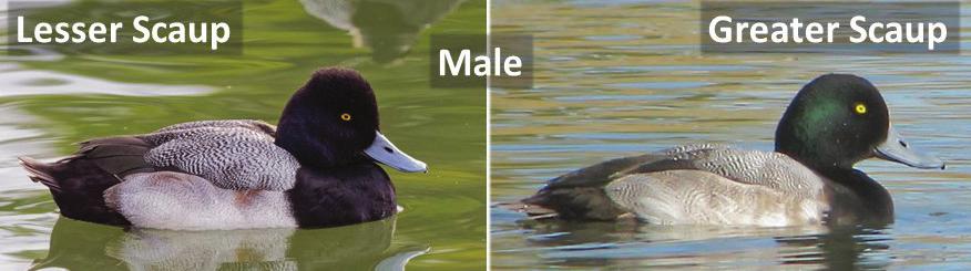 It should, however, be kept in mind that many Anatidae, including scaups, have complex and protracted molt patterns with some individuals continuing to molt contour feathers during winter (Kessel et