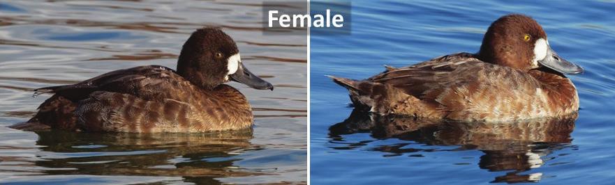 For additional information on differences between the two scaup species, readers are referred to previously published articles (Barry et al.