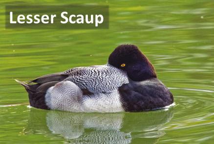Head shape Leukering (2011) offers a detailed comparative analysis of the head shape of the two scaup species.
