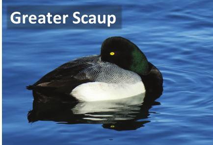 In contrast, this peak in the Greater Scaup is toward the front of the head (at or in front of the eye), and it is less pronounced than in the Lesser Scaup (Kaufman 2011; Sibley