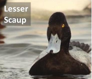 The Lesser Scaup has a narrower and taller head than the Greater Scaup (Figure 7, left 2 panels).