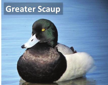 The Lesser Scaup has a narrower bill than does the Greater Scaup (Figure 7). Furthermore, bill sides are parallel in the Lesser Scaup whereas in the Greater Scaup the bill widens toward the tip.