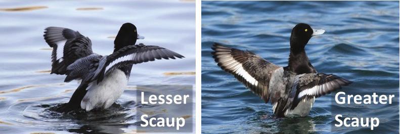 Figure 9. Wing pattern of adult male Lesser and Greater Scaups.