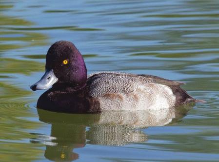 so are not considered diagnostic. Body size The Greater Scaup averages larger than the Lesser Scaup (average weight: Greater Scaup: 1,050 g; Lesser Scaup: 830 g; Sibley 2014).