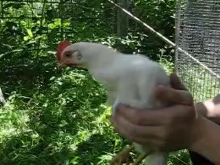 VCR in Chicken Whole head has to move in birds -