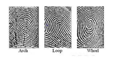 Figure 2. Patterns of fingerprints. 1.2. Fingerprint Recognition Fingerprint recognition technology extracts features from impressions made by the distinct ridges on the fingertips.