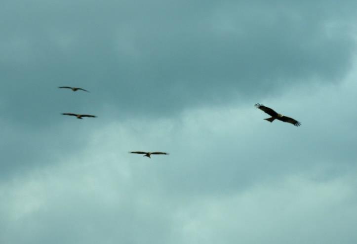 Figure 3. Black kite (Milvus migrans) flock Figure 4.