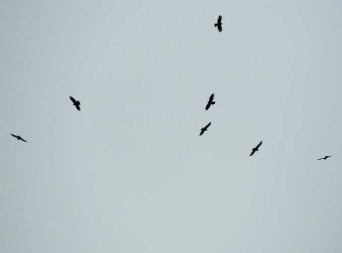 From 10:00 am to 12:00 am several flocks (flock size from 30-50 to 70-120) flied over one after another. In total 1600-1800 birds. Of raptors this turned to be the most numerous species.