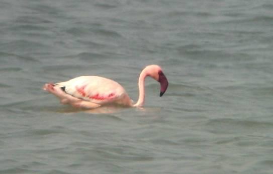 Lesser) Flamingo