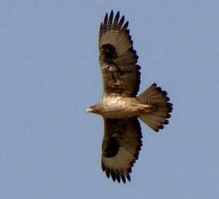 Bonelli s Eagle