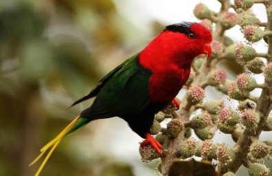 RBL Papua New Guinea - Huon Peninsula Itinerary 4 connect with this shy and uncommon species.
