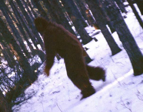 Bigfoot gets its name from the huge footprints it leaves behind, but not