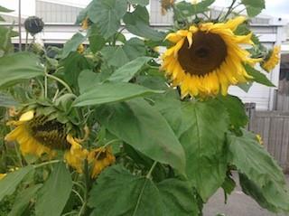 Here s a flood of sunflower photos, taken by the children