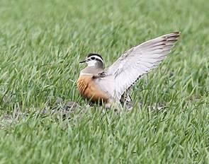 Across a ditch in waders to photograph a dotterel.
