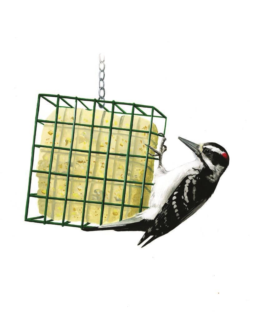 Bird-Feeding Concerns Poorly maintained feeders may contribute to the spread of infectious diseases among birds. The feeders themselves can sometimes pose hazards too.