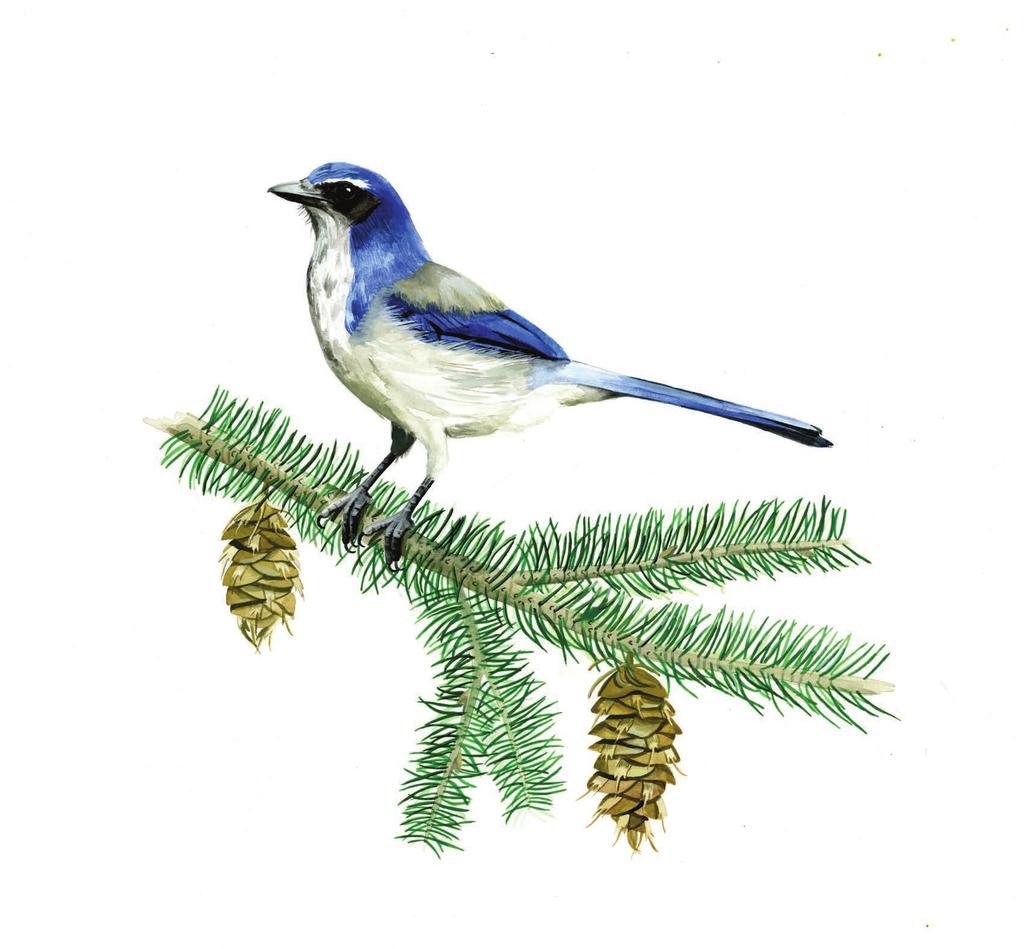 Western Scrub-Jay The illustrations in this issue were created by Caitlin Turner, a Bartels Science Illustrator. birds.cornell.