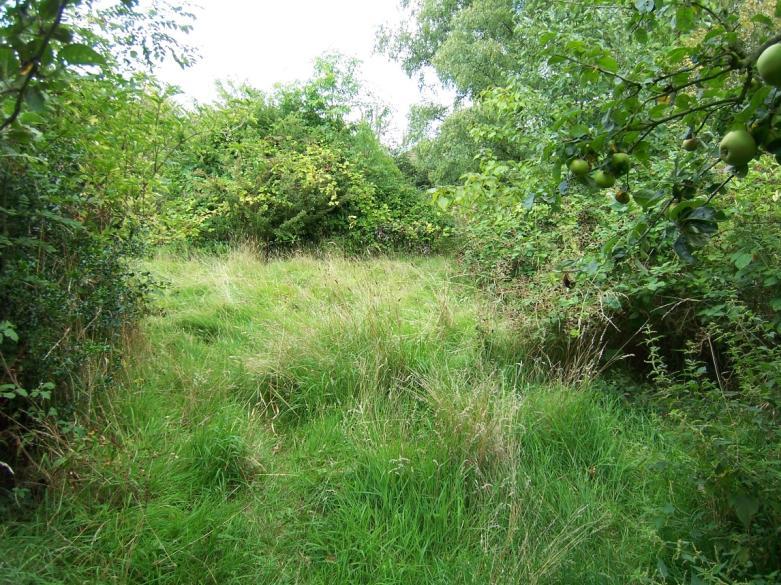 Tussocky grassland beneath an open woody area. The suitability of this habitat for reptiles is greatly reduced by the shade cast by the trees.
