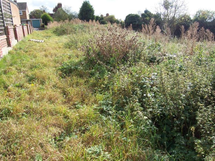 Suitable Reptile Habitat Moderately long grassland mixed with stands of nettles, willowherb etc (ruderal vegetation) is also suitable for reptiles.