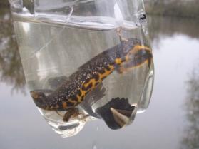 Under this legislation, it is illegal to: Intentionally kill, injure, or capture great crested newts or their young; this includes the eggs of great crested newts Intentionally or recklessly damage,