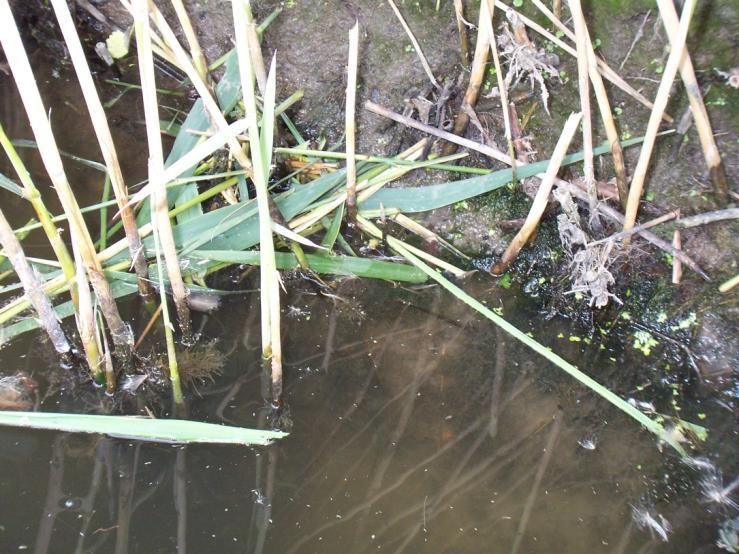 Water Vole Survey Jan Feb Mar Apr May Jun Jul Aug Sep Oct Nov Dec Water Vole Survey Water voles surveys involve one survey in April - June, and one survey in July - September by a suitably