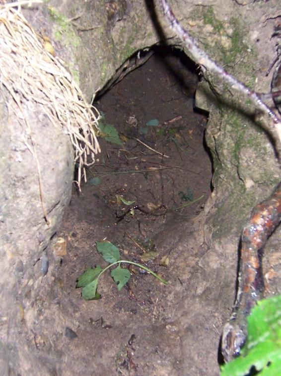 badgers are resident Hole which is used by badgers but is not wider than it is tall.